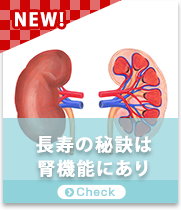 長寿の秘訣は腎機能にあり